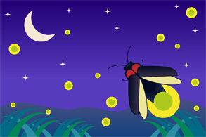 Firefly Viewing Evening