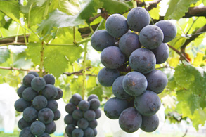 Grape Picking