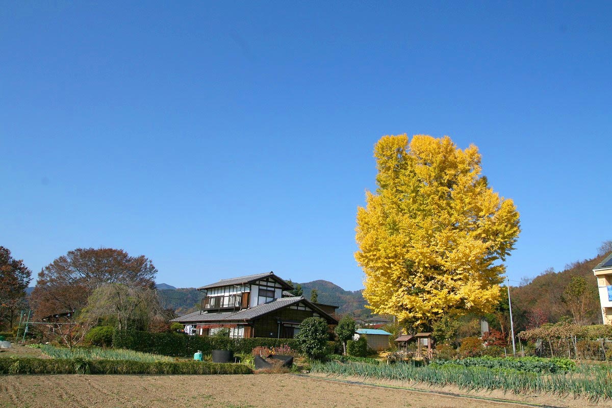 大銀杏