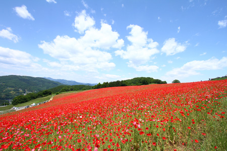 The Poppy that Colors the Skies