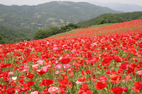 The Poppy that Colors the Skies