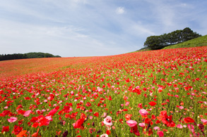 The Poppy that Colors the Skies