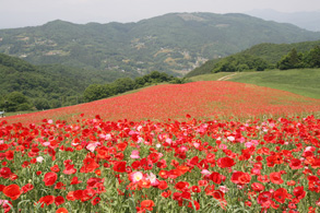 The Poppy that Colors the Skies