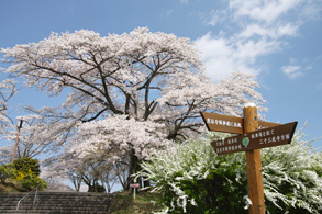 Minoyama Cherry Blossoms
