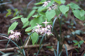 Minoyama Horny Goatweed