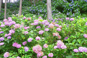 Kanezawa Urayama Hydrangea