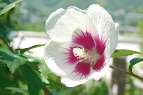 Rose of Sharon