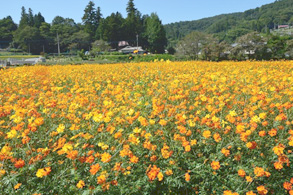 Yellow Cosmos