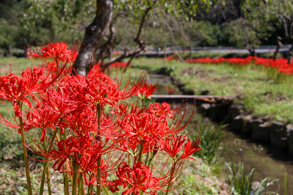 Red Spider Lily