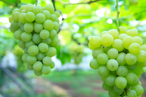 Grape Picking