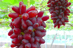 Grape Picking