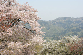 Sainokuni Fureai Farm