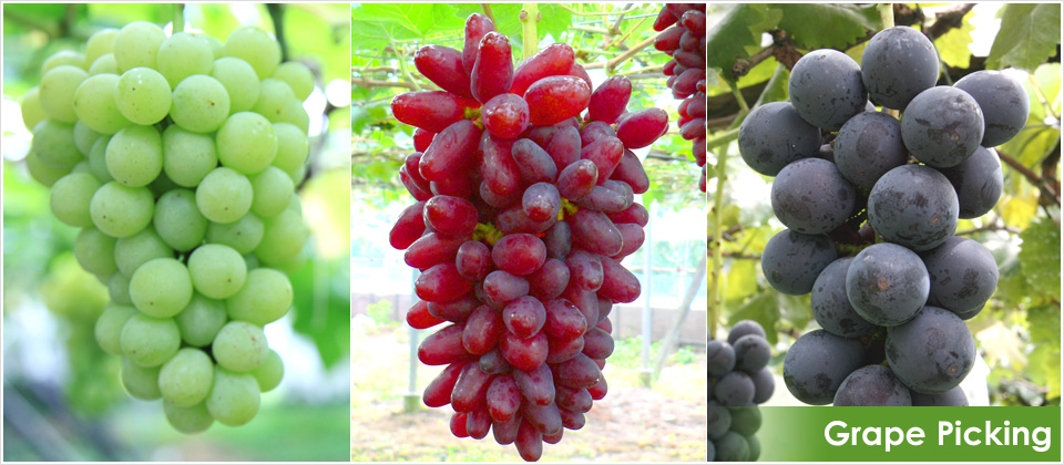 Grape Picking