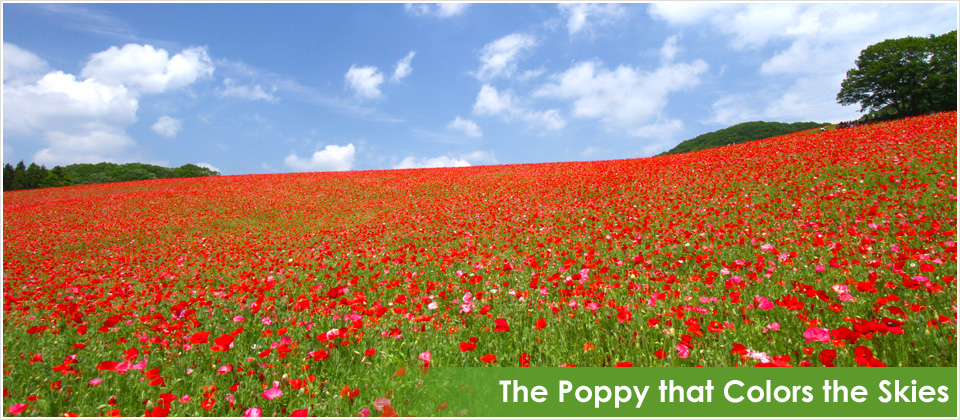 The Poppy that Colors the Skies