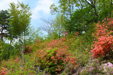 꽃과 향기의 숲(핫푸산 등산로) 산철쭉 