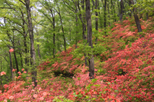 미노야마 산철쭉