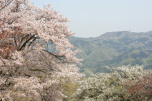 꽃의 미노야마공원를 방문하는 길(만푸쿠지)