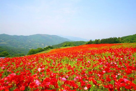 彩の国ふれあい高原牧場ポピー