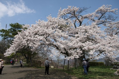 美の山桜