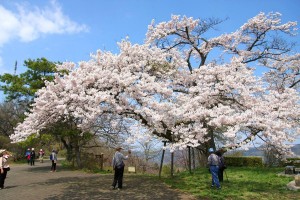 美の山桜