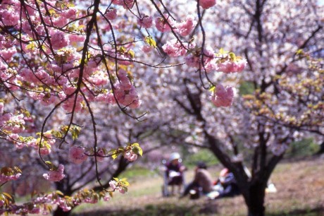 美の山桜