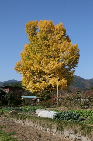 国神大銀杏