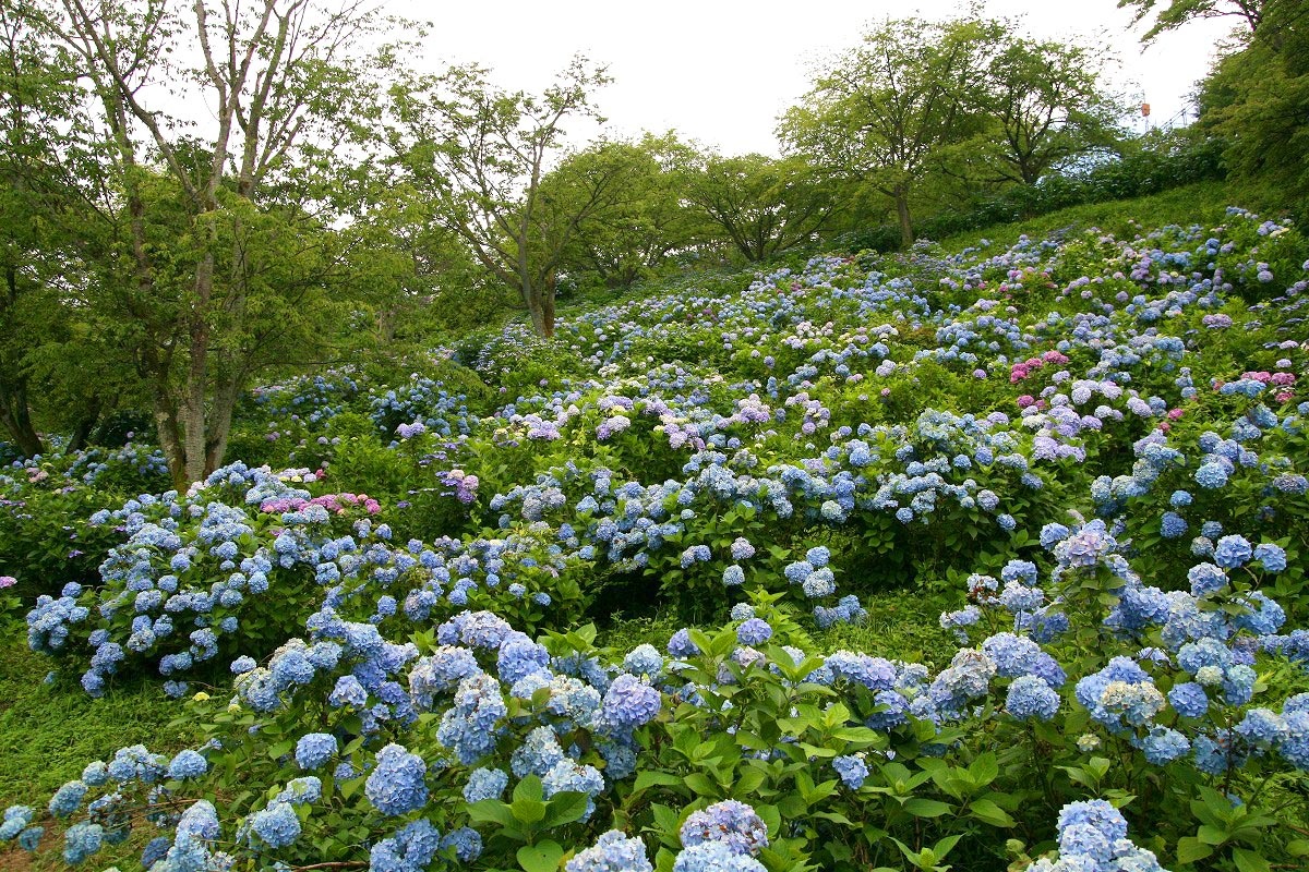 美の山アジサイ 皆野町観光協会