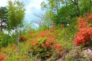 花と香りの森ツツジ