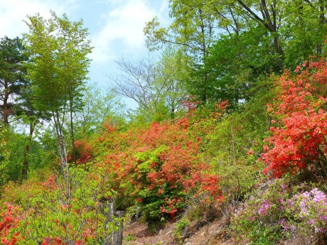 花と香りの森ツツジ