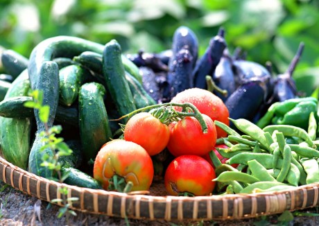 地元新鮮野菜の数々