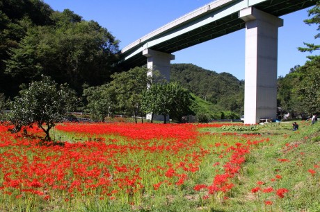 田野沢・曼珠沙華