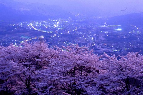 美の山桜