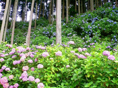 金沢浦山アジサイ