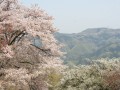 美の山からの眺望