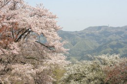 美の山からの眺望