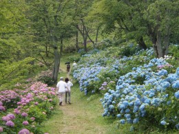 アジサイ園