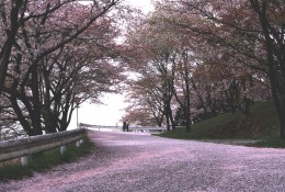 美の山ドライブ　桜道