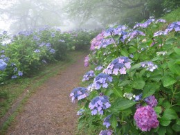 霧のアジサイ