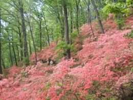 ツツジの群落沿い