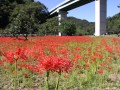 下田野地区曼珠沙華