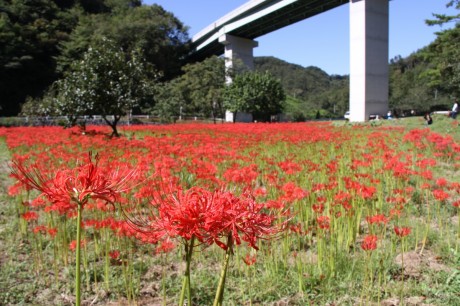 下田野地区曼珠沙華