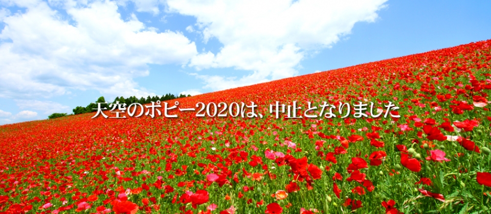 天空のポピー 中止のお知らせ 皆野町観光協会