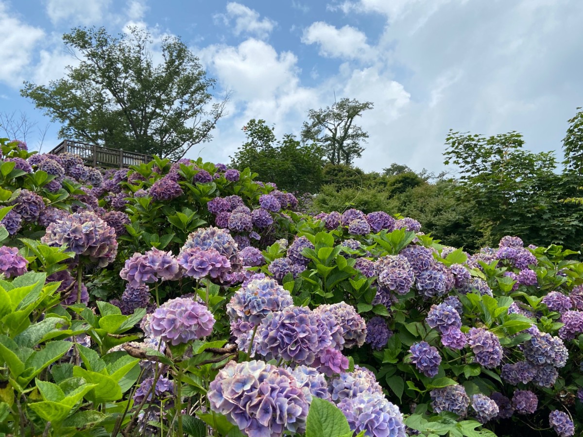 7 22 水 アジサイ 美の山公園 皆野町観光協会