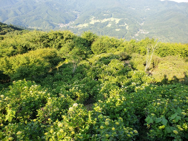 6 10 木 アジサイ 美の山公園 皆野町観光協会