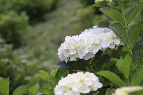 アジサイ