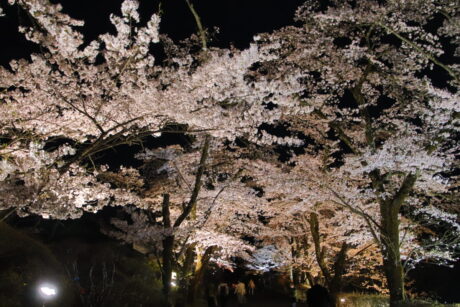美の山の桜ライトアップ