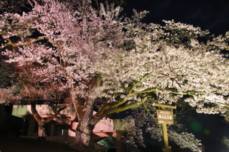 美の山の桜ライトアップ